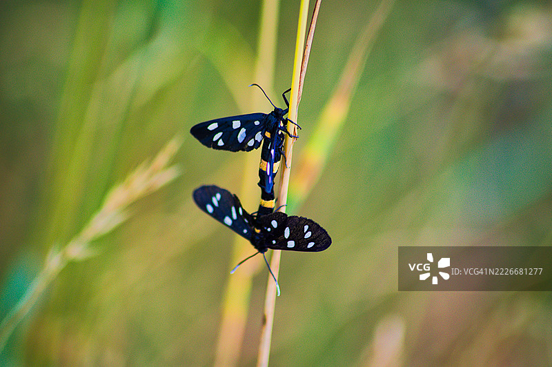 植物上的蝴蝶特写，波兰布罗尼谢维采图片素材