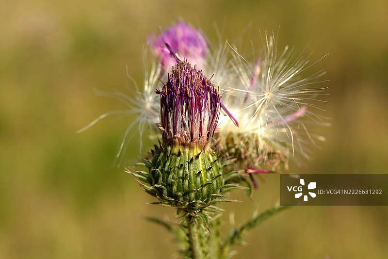 蓟花特写，波兰布罗尼谢维采图片素材