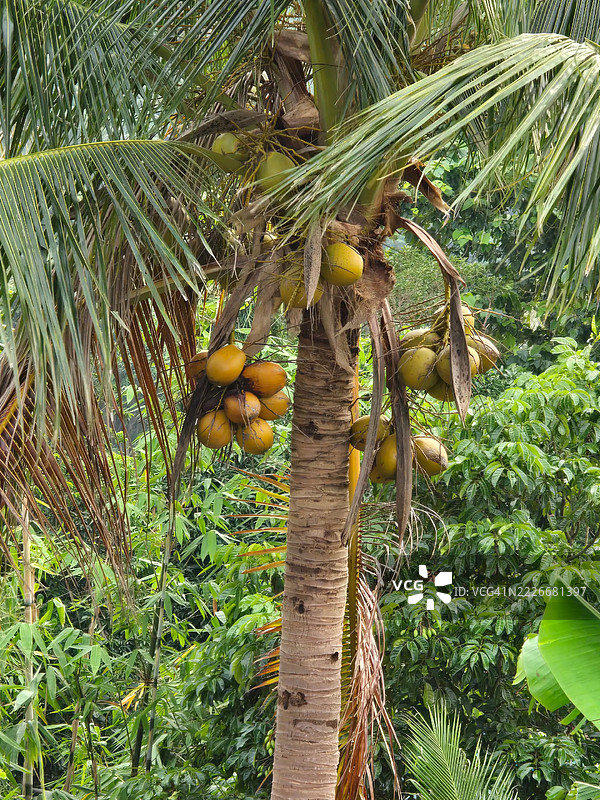 菲律宾的椰子树低角度视图图片素材