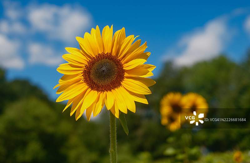 德国勒沃库森的田野上，黄色向日葵的特写与天空相映。图片素材