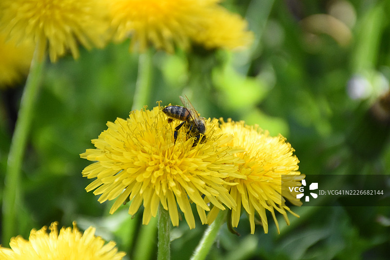 乌克兰一朵黄色花上的蜜蜂特写图片素材