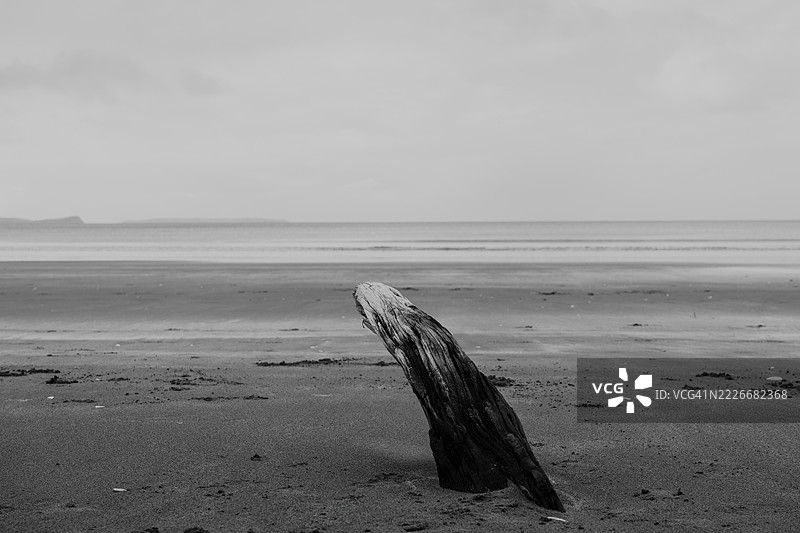新西兰奥克兰海滩上漂流木与天空的美丽景色图片素材