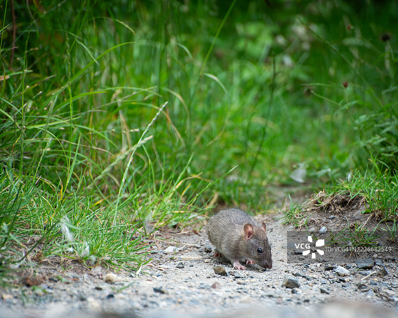 田野上松鼠的特写，牛顿阿伯特，英国图片素材