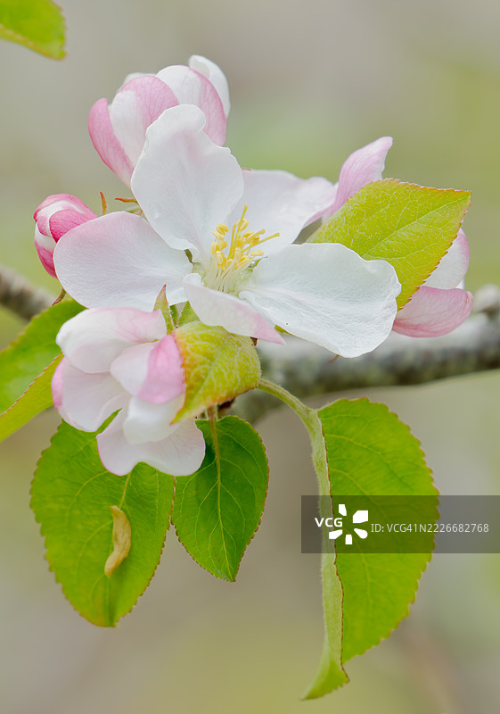 粉色玫瑰花特写，拉格朗日，缅因州，美国图片素材