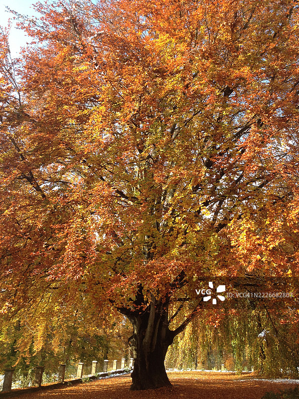 德国公园城市的秋季树木图片素材