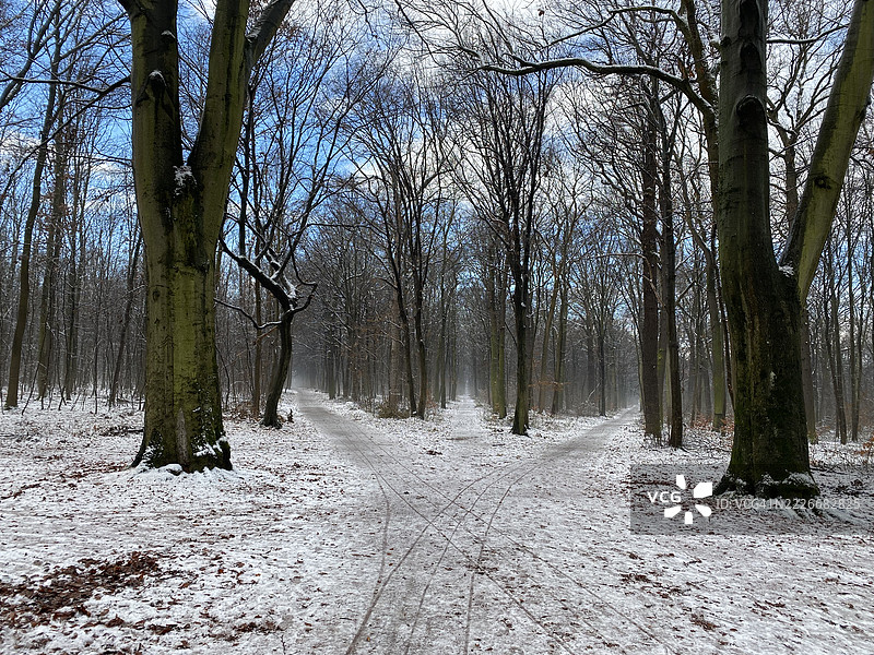冬季德国魏玛的森林树木图片素材