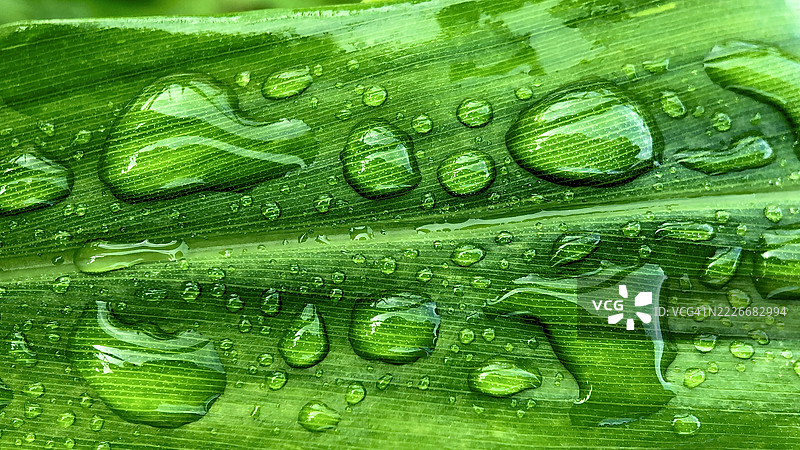 尼泊尔绿叶上的雨滴特写图片素材
