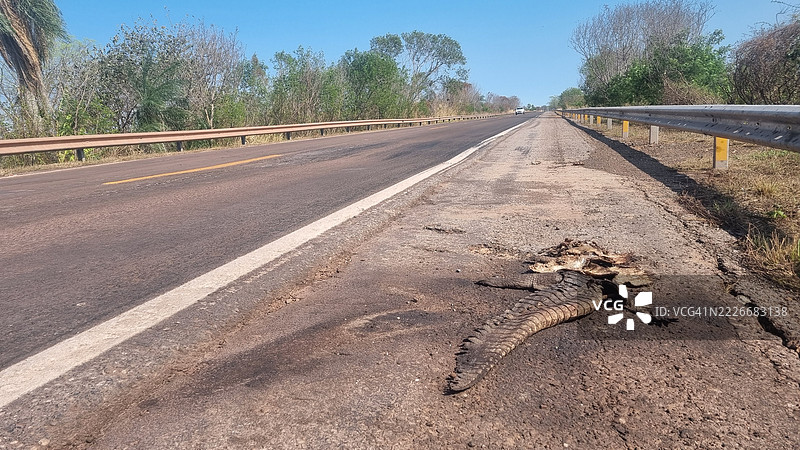 路边被碾压的鳄鱼图片素材