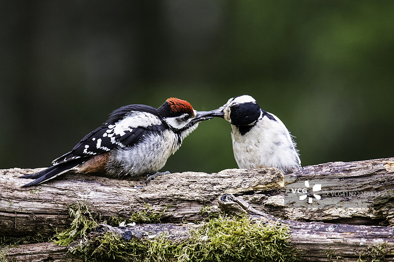 啄木鸟在瑞典的幼鸟上觅食图片素材