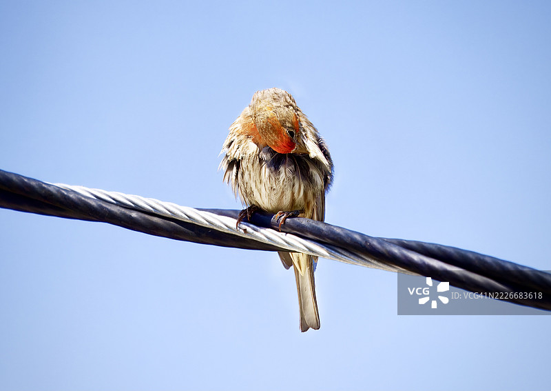 低角度视图的歌雀栖息在电缆上，背景是晴朗的蓝天，加利福尼亚州山景市，美国图片素材