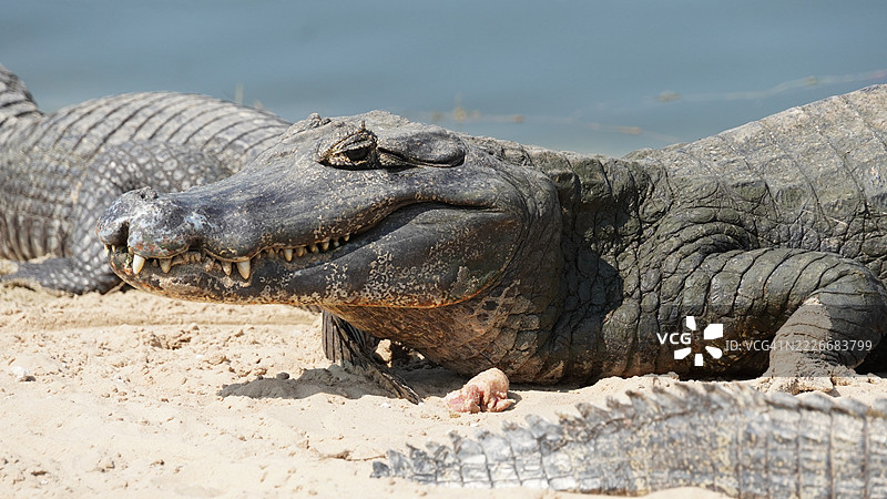 潘塔纳尔鳄鱼图片素材