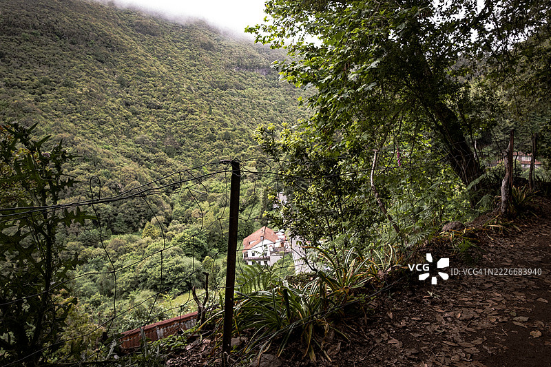 葡萄牙里贝罗弗里奥的森林树木图片素材
