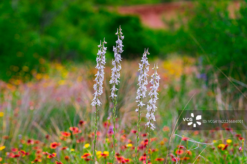 德克萨斯州阿马里洛的紫色开花植物特写图片素材