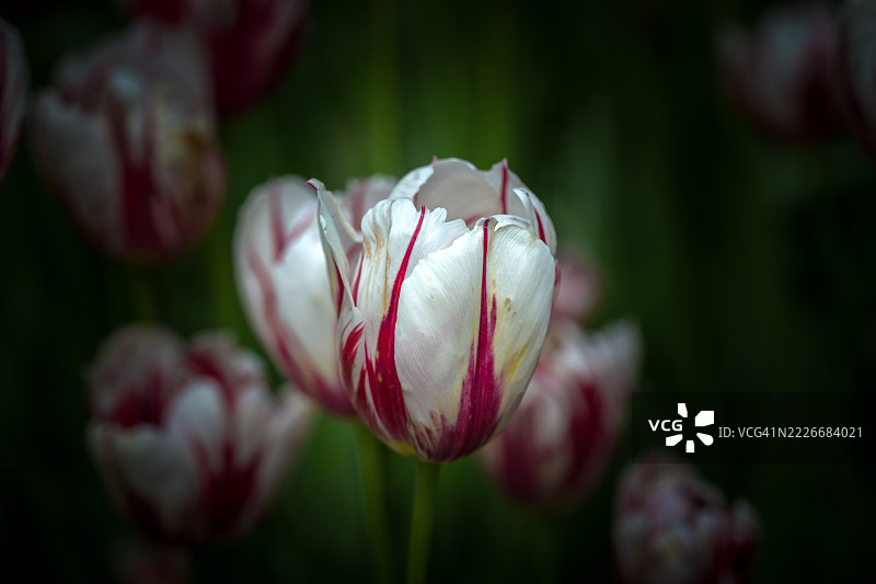 红色郁金香特写，渥太华，安大略省，加拿大图片素材