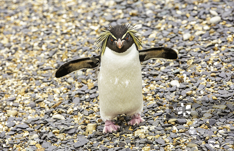 在英国邓斯特布尔的卵石上近距离拍摄的傻瓜企鹅图片素材