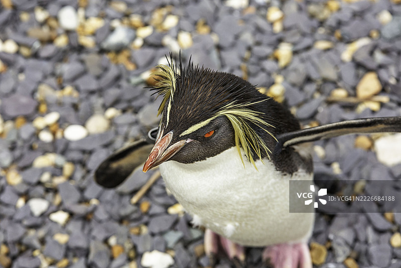 企鹅特写，邓斯特布尔，英国图片素材