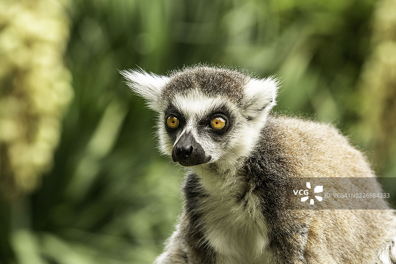 戒指特写，邓斯特布尔，英国，英国图片素材