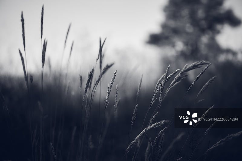 草地与天空的特写，哈尔滕阿姆泽，德国图片素材