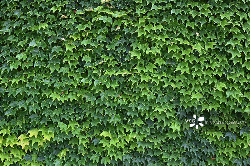 大阪，日本的常春藤特写镜头图片素材