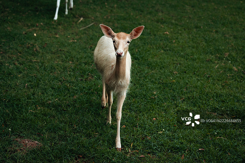 年轻的白鹿站在草地上，乔治亚州奥古斯塔图片素材