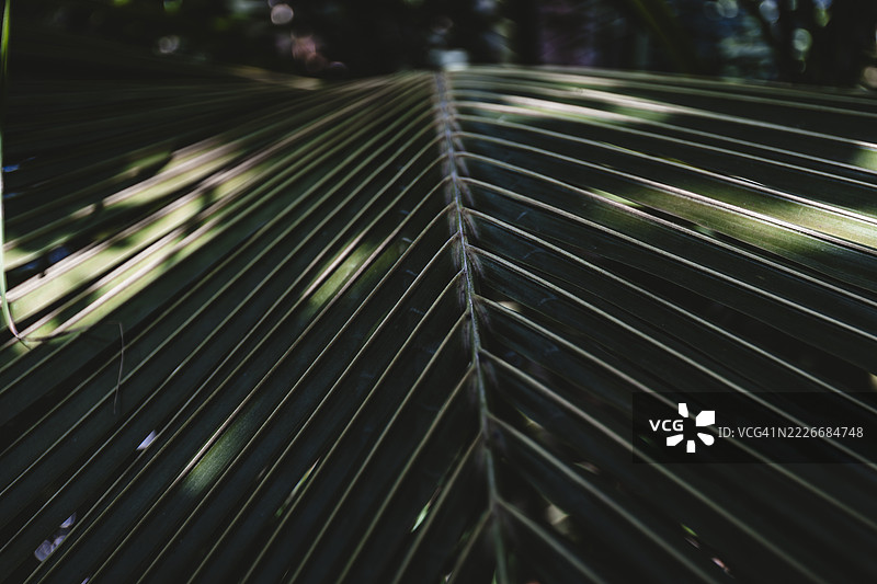 热带森林中的棕榈叶特写，波兰图片素材