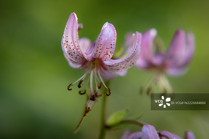瑞士温特图尔盛开的粉色百合花特写图片素材