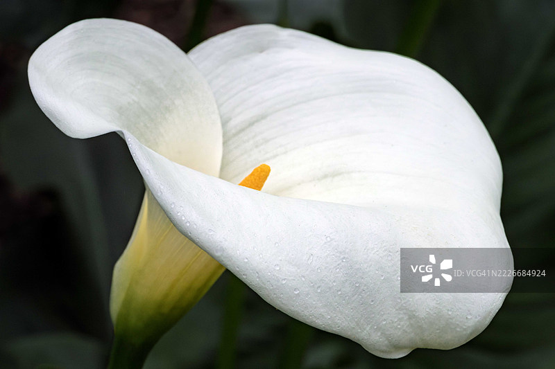 白色马蹄莲花的特写，波特兰，美国图片素材