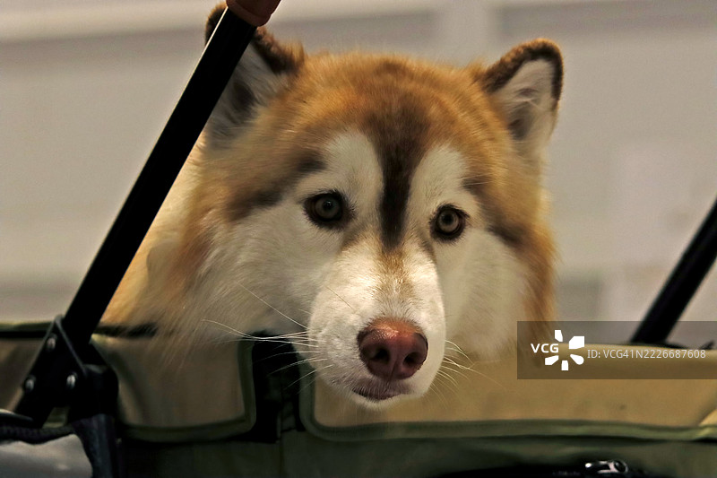 好奇的小狗伴侣。哈士奇在婴儿车中温柔的凝视图片素材