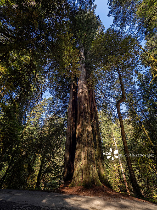 加利福尼亚红杉图片素材