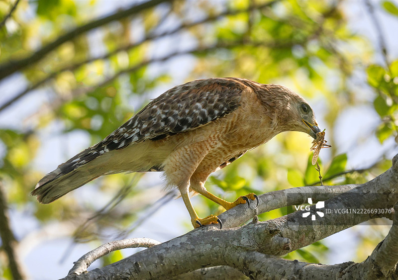 红肩鹰图片素材