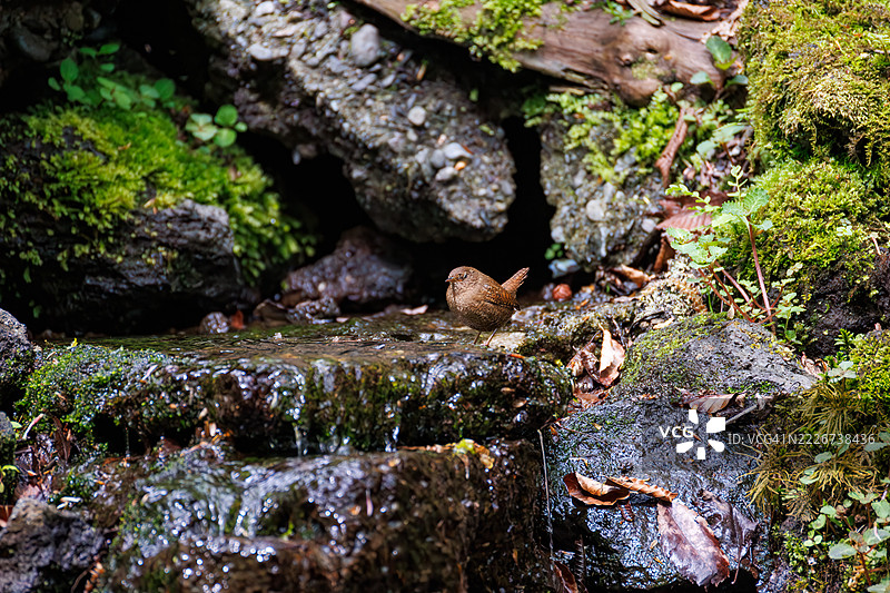 可爱的欧亚鹪鹩（Troglodytes troglodytes，属于灯笼鱼科）体型小巧，声音嘈杂而急促。正在春天里洗澡。图片素材