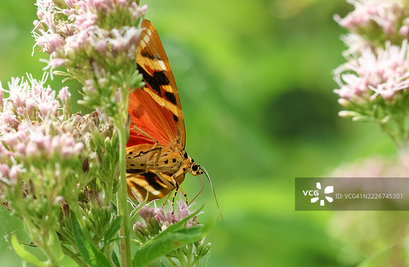 一只美丽的泽西虎蛾（Euplagia quadripunctaria）在麻叶蓼上吸 nectar。图片素材