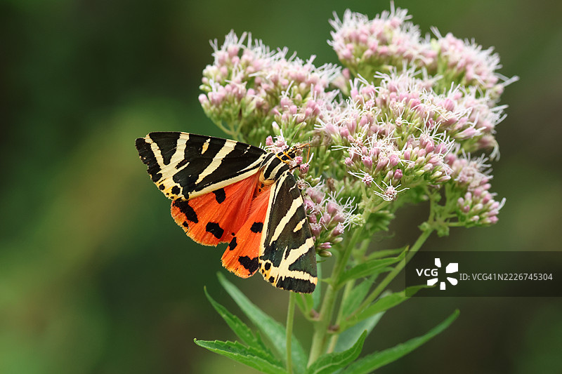 一只美丽的泽西虎蛾（Euplagia quadripunctaria）在麻叶蓼上吸 nectar。图片素材