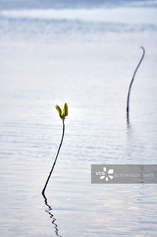一株孤独的红树林幼苗从平静的水面上升起。图片素材