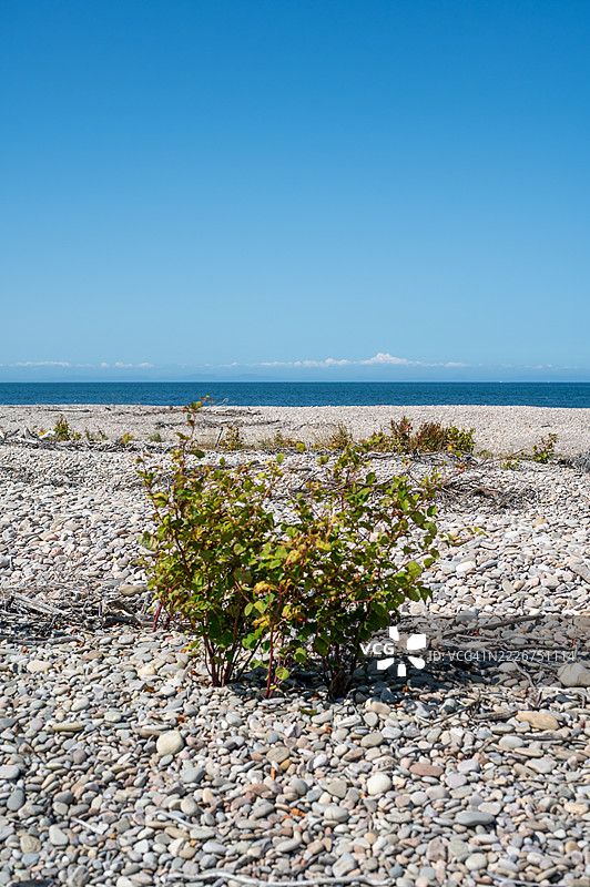 日本结缕草-斯佩河畔的金斯顿图片素材