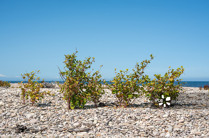 日本结缕草-斯佩河-苏格兰。图片素材