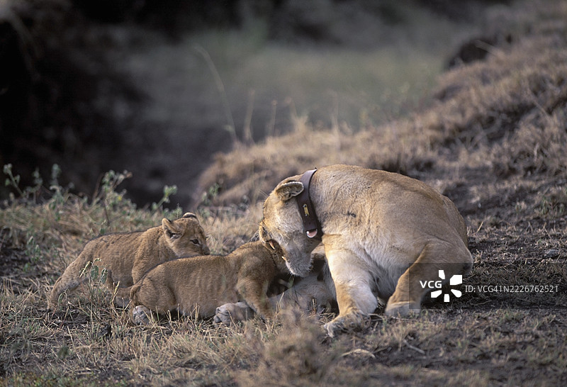 母狮对幼崽感到烦恼图片素材