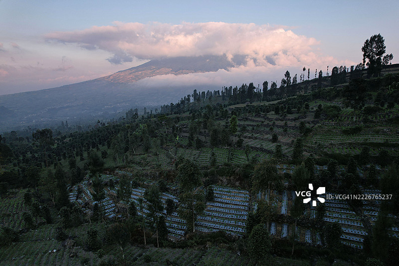 咖啡农场的鸟瞰图图片素材