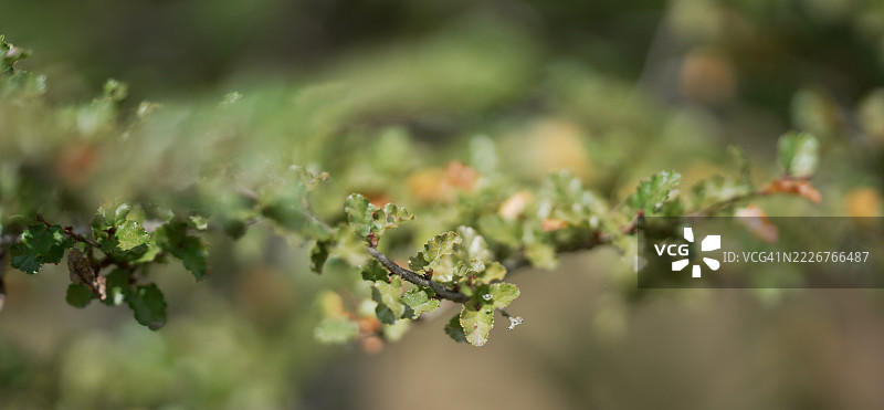 南极山毛榉图片素材