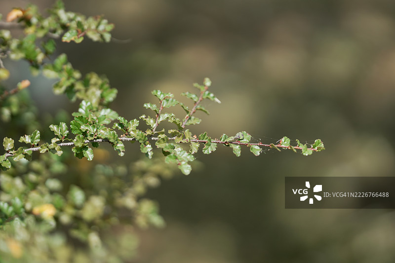 南极山毛榉图片素材