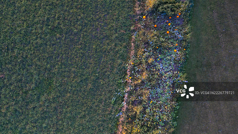 从空中俯视南瓜和 squash 花园图片素材