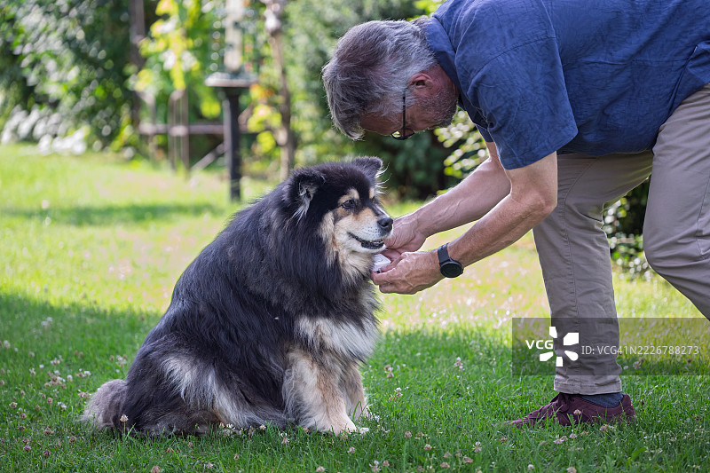 男人用双手将GPS追踪器固定在埋藏在浓密毛发中的狗项圈上。图片素材