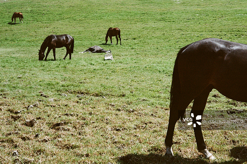 一对马图片素材