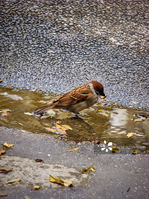 一只欧亚树雀（“maya”）站在沥青路面旁的浅水坑边。图片素材