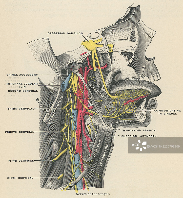 舌头神经的古老雕刻插图图片素材