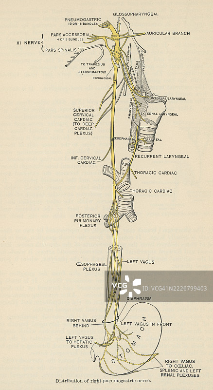 旧版雕刻插图显示右侧迷走神经（肺胃神经），第十对脑神经图片素材