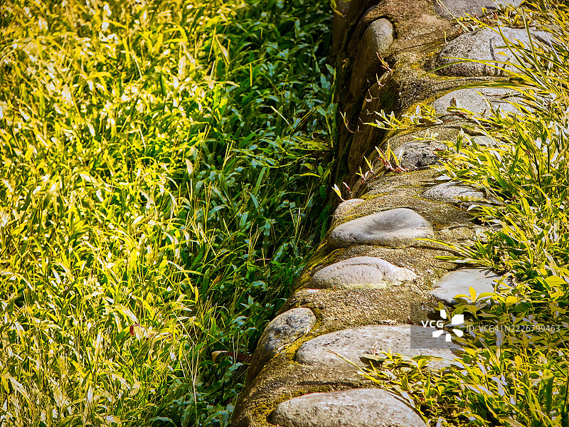 一条覆盖着苔藓的石头小径蜿蜒穿过高高的绿色和黄色草丛。图片素材