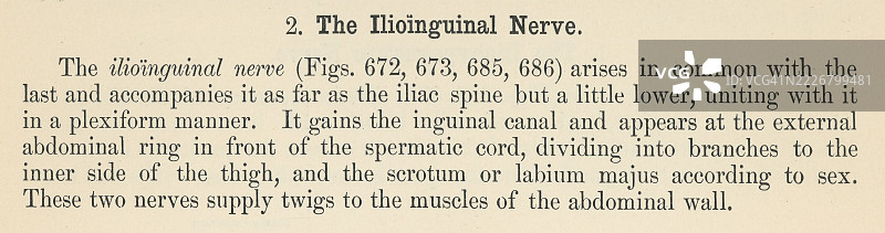 旧版雕刻插图，展示了一本人体解剖书中关于髂腹神经的页面，髂腹神经是一种混合神经，起源于腰丛，特别是第一腰神经。图片素材