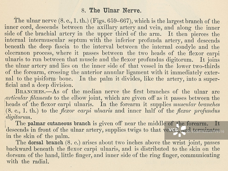旧版雕刻插图，展示了一本人体解剖书中关于尺神经的页面，尺神经是手臂中的一条主要神经，在手和前臂的感觉与运动中起着至关重要的作用。图片素材