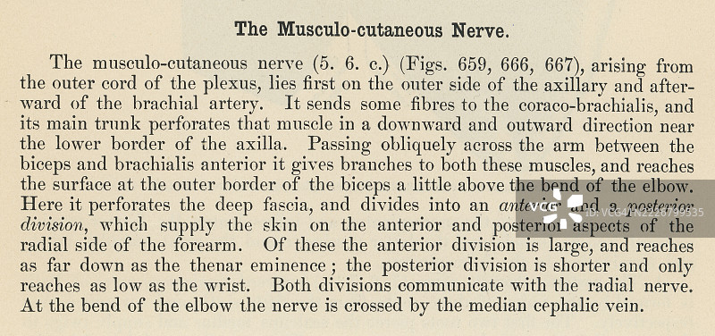 旧版雕刻插图，展示一本人体解剖书中的一页，描述了肌皮神经，这是一条主要为前臂肌肉提供运动功能的手臂神经。图片素材
